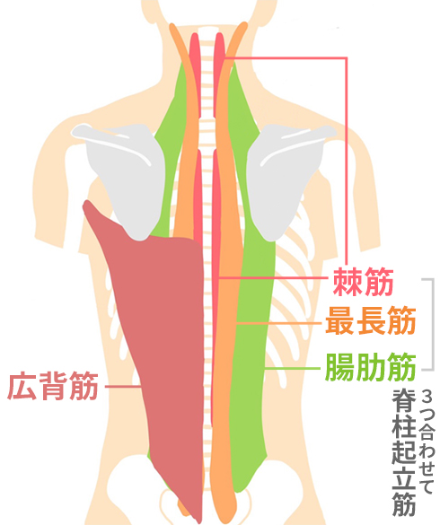 美容と健康維持のために骨盤を起こす Yo-Ki-Hiインナー